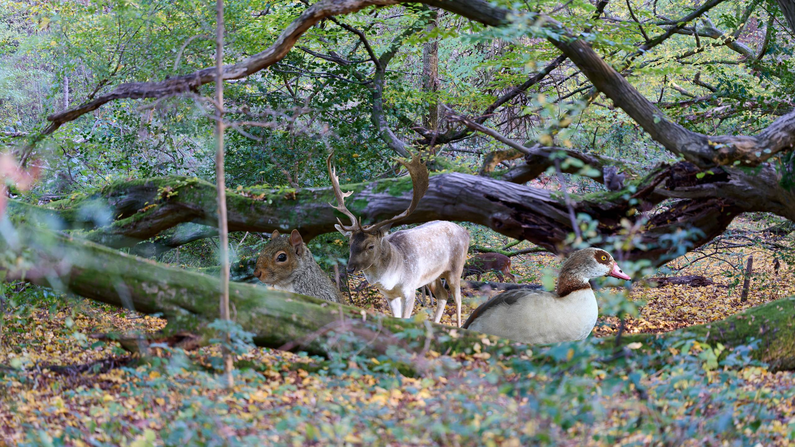 Animated montage of wildlife scenes